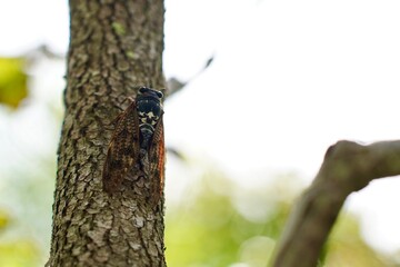 A cicada perched on a tree. Summer in Japan.