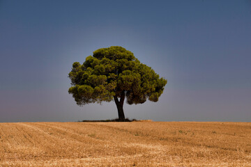 &Aacute;rbol solitario