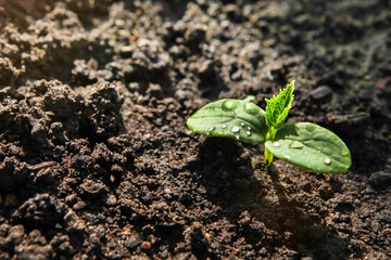 The first germinal leaves of a young cucumber close-up grow in the soil on the garden bed in drops of morning dew, against the background of the soil.