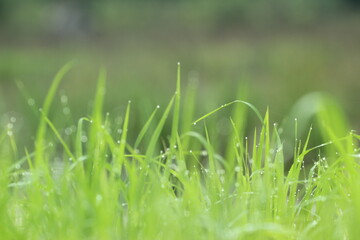 green grass in the morning