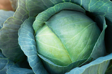 Fresh, white cabbage growing in a vegetable garden on a farm. Organic farming.