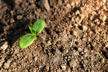 The first germinal leaves of a young cucumber close-up grow in the soil on the garden bed in drops of morning dew, against the background of the soil.