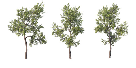 Tree on a transparent background
