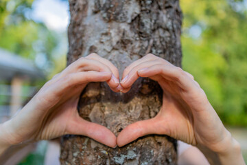 Women's hands show the heart in front of the tree trunk