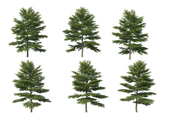 Tree on a transparent background
