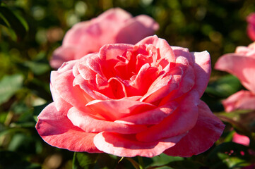 pink rose blooming in the garden