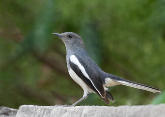 A oriental Magpie female sitting