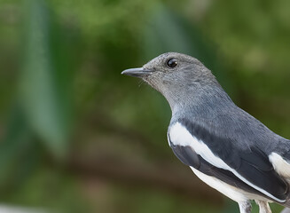 A oriental Magpie female close up while sitting