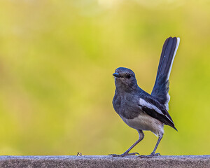 A Female Oriental Magpie with its tails up