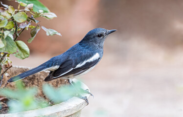 A female Oriental Magpie sitting