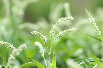 Fototapeta na wymiar grass flower on green background