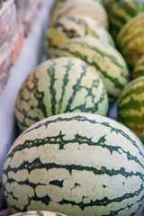 Group of Ripe and sweet Watermelons in the greenhouse. Watermelon harvesting in the field or farm