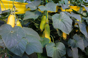 Overripe Cucumbers or gherkins for seeds in the greenhouse. Cucumber farm or plants in the field. 