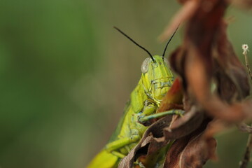 close-up of striped face on a green background
