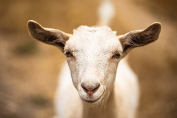 Beautiful brown goats graze on the meadow. Rural life. Farm life. A close-up of a goat's face. Farming.