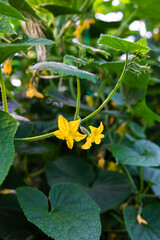 Cucumbers or gherkins in the greenhouse. Cucumber farm or plants in the field. 