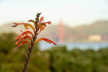 Insect Perched On Watsonia Flower With The Golden Gate In The Distance