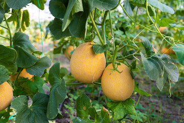 Yellow, ripe and sweet Melons in the greenhouse. Melon farm or plants in the field. 