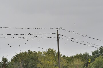 Groupe d'oiseaux sur des câbles électriques