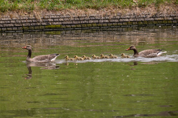 Goose family in The Canals of Utrecht, Netherlands