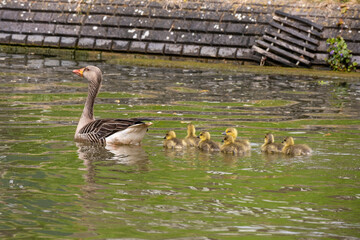 Goose family in The Canals of Utrecht, Netherlands