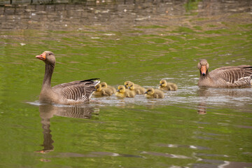 Goose family in The Canals of Utrecht, Netherlands