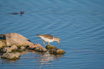 Green Sandpiper (Tringa ochropus) perched on a small rock in the lake