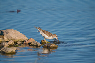 Green Sandpiper (Tringa ochropus) perched on a small rock in the lake