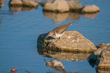 Green Sandpiper (Tringa ochropus) perched on a small rock in the lake