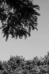 Trees and sky in black and white