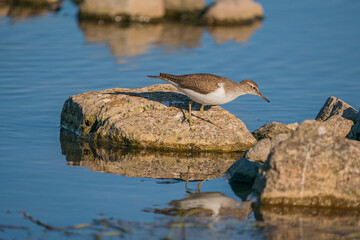 Green Sandpiper (Tringa ochropus) perched on a small rock in the lake