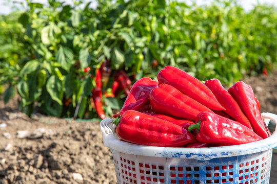 Red Pepper Plants in the pepper farm or field. Capia or chili red peppers in the farm