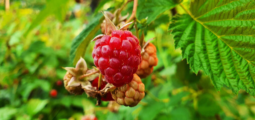 Berry of fresh organic raspberry close-up. New harvest in summer on a raspberry bush. Delicious juicy red raspberries