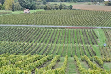 Vendanges dans les vignes en Gironde - France