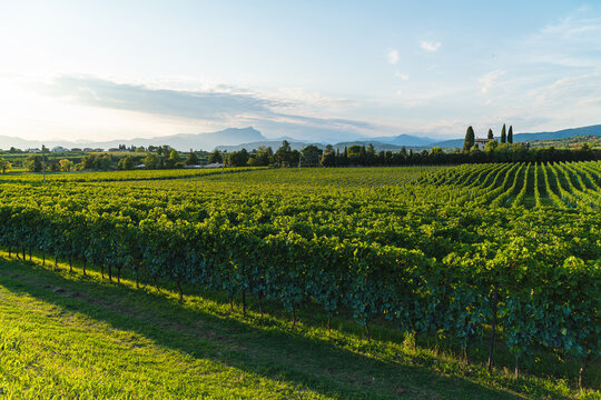 Beautiful vineyard row in summer. Bardolino's vineyards during the golden hour.