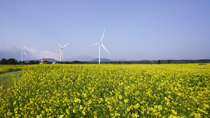 Jeju Island Rape Field Wind Power Generator