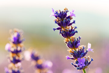 Naklejka premium Beautiful lavender flowers close up on a field