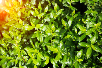 Fototapeta na wymiar Small green leaves on natural background.