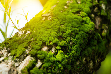 Green moss grows in moist trees. There is light in the green forest on nature background.