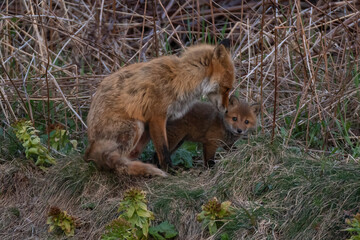 キタキツネの家族