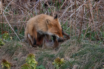 キタキツネの家族