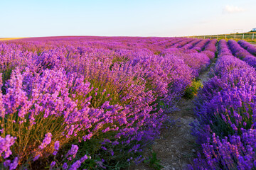 Naklejka na ściany i meble Lavender field rows in summer on sunset