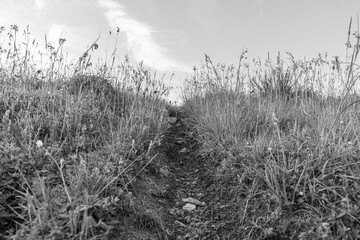 Path in grass. Carpathians mountains landscapes, Apetska mountain. Black and white shot.