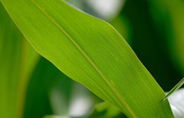 Mais - Maisblatt - Zea mays