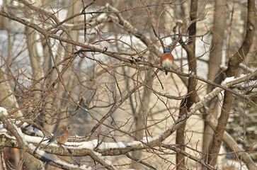 bird on a winter branch