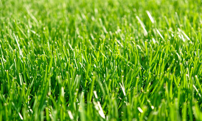 Fototapeta na wymiar Close up green grass, natural greenery background texture of lawn garden. Ideal concept used for making green flooring, lawn for training football pitch, Grass Golf Courses, green lawn pattern.