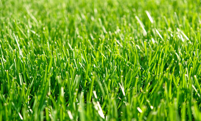 Close up green grass, natural greenery background texture of lawn garden. Ideal concept used for making green flooring, lawn for training football pitch, Grass Golf Courses, green lawn pattern.
