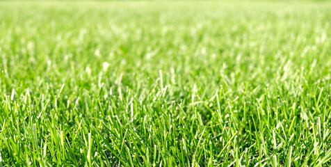 Close up green grass, natural greenery background texture of lawn garden. Ideal concept used for making green flooring, lawn for training football pitch, Grass Golf Courses, green lawn pattern.