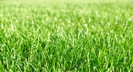 Close up green grass, natural greenery background texture of lawn garden. Ideal concept used for making green flooring, lawn for training football pitch, Grass Golf Courses, green lawn pattern.