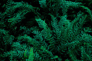 Fototapeta na wymiar Tropical dark, small and long slender green leaves. Abstract green texture, natural background for wallpaper